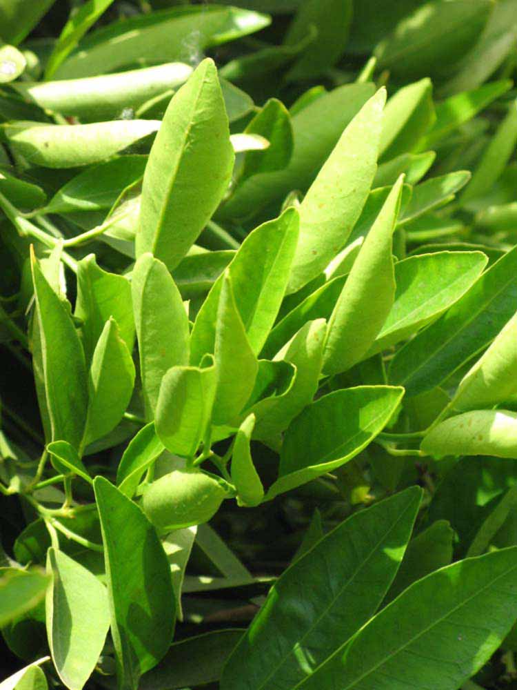            Sun leaves (Riverside, CA)   